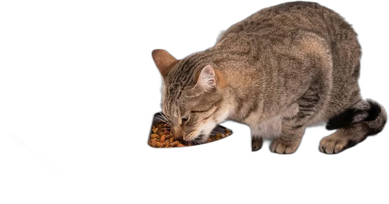 PetSafe Distributeur 5 Repas